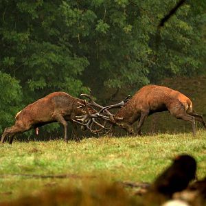 Hunting Red Deer France