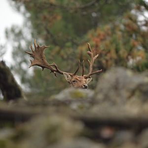 Hunting Fallow Deer in France