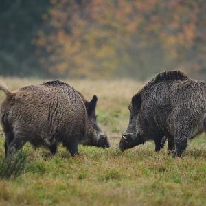 Hunting Wild Boar in France