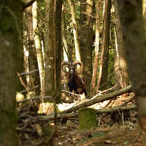 Hunting Mouflon France