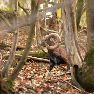 Hunting Mouflon France