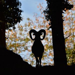 Hunting Mouflon in France