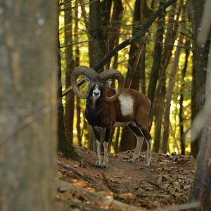 Hunting Mouflon France