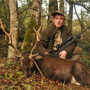 Sika Deer Hunting in France