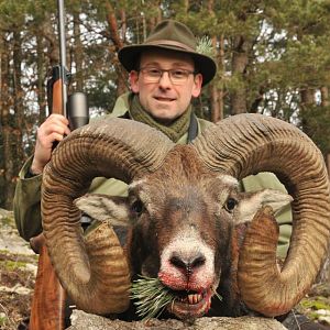 Hunt Mouflon France