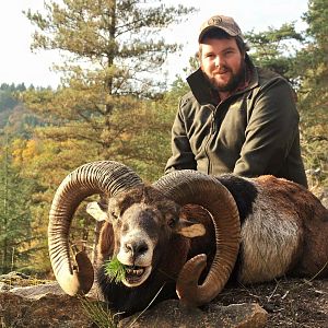 Mouflon Hunt in France