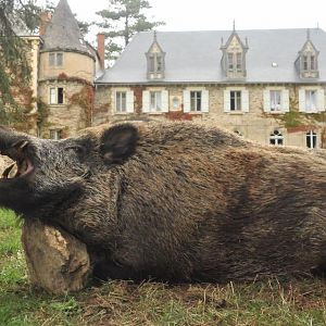 France Hunting Wild Boar