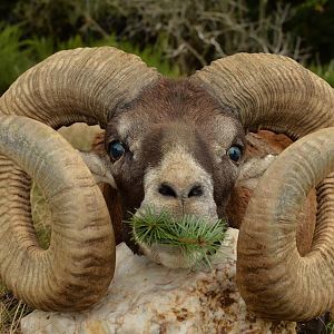 Mouflon Hunting in France