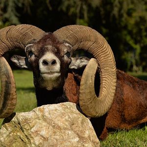 Hunt Mouflon France