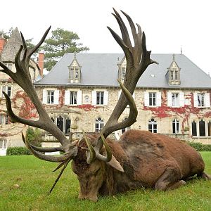 France Hunting Red Deer