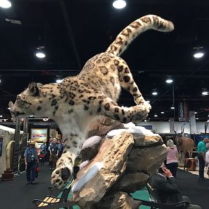 Snow Leopard Full Mount Taxidermy