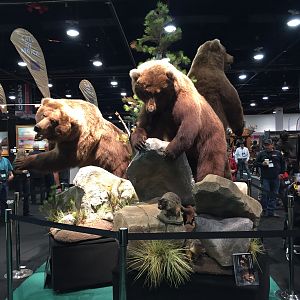 Bear Full Mount Taxidermy