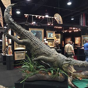 Crocodile Full Mount Taxidermy