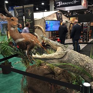 Crocodile Full Mount Taxidermy