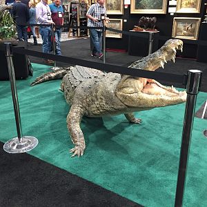 Crocodile Full Mount Taxidermy