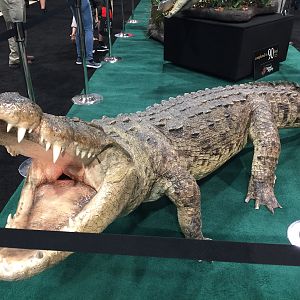 Crocodile Full Mount Taxidermy