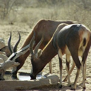 Blesbok at the waterhole