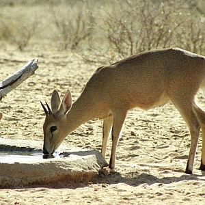 Duiker at the waterhole