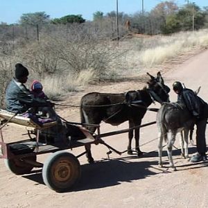 Donkey Cart