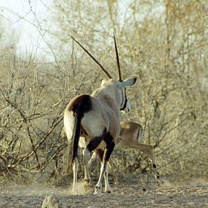 Gemsbok