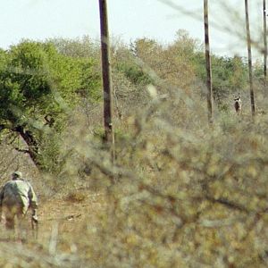 Stalking Kudu