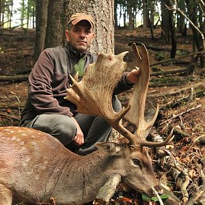 Fallow Deer Hunt in France