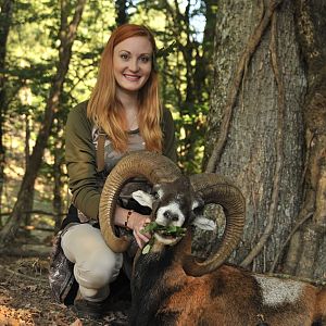 Mouflon Hunt in France