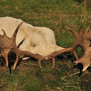 Fallow Deer Hunt France