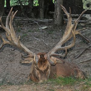 France Hunting Red Stag