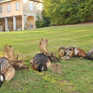 Fallow Deer,  Mouflon & Sika Deer Hunt Gold Medal - France