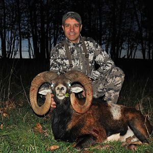 France Hunting Mouflon