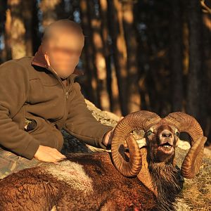 France Hunting Mouflon