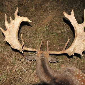 Hunt Fallow Deer France