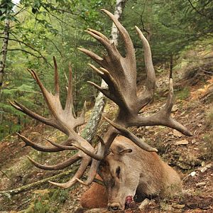 Red Stag Hunt France