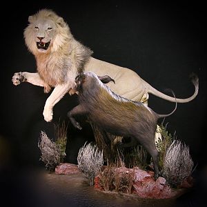 Lion Full Mount Taxidermy