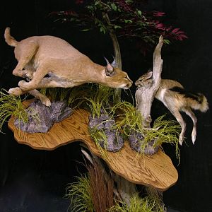 Caracal & Springhare Full Mount Taxidermy