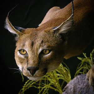 Caracal & Springhare Full Mount Taxidermy