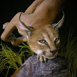 Caracal & Springhare Full Mount Taxidermy