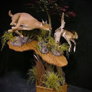 Caracal & Springhare Full Mount Taxidermy