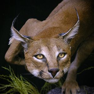 Caracal & Springhare Full Mount Taxidermy