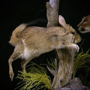 Caracal & Springhare Full Mount Taxidermy