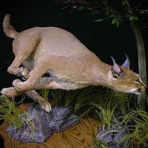 Caracal & Springhare Full Mount Taxidermy