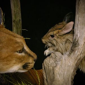 Caracal & Springhare Full Mount Taxidermy