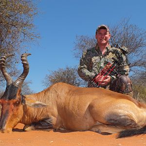 Red Hartebeest Bow Hunting South Africa