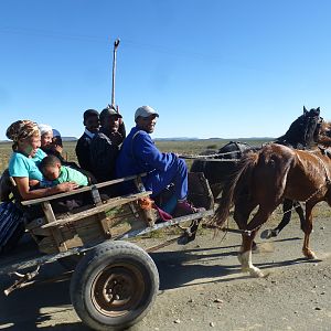 Horse Cart