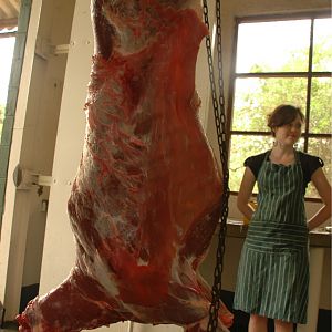 Kudu Carcass