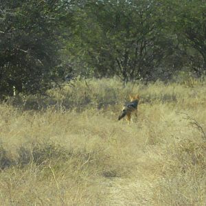 Black Back Jackal in Namibia