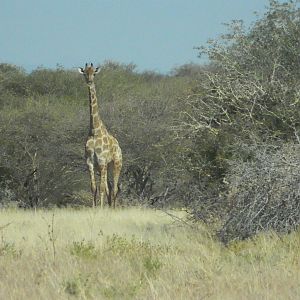 Giraffe Namibia