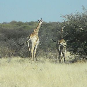 Giraffe Namibia