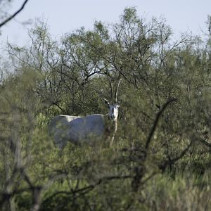 Scimitar Oryx in Texas